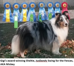 An award-winning Sheltie